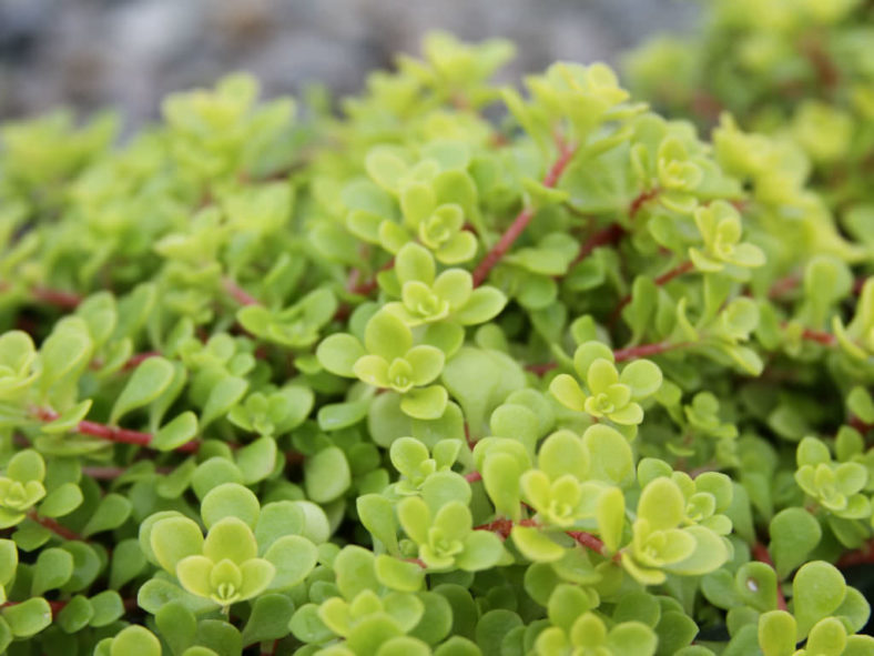 Sedum makinoi 'Ogon' (Golden Japanese Stonecrop)