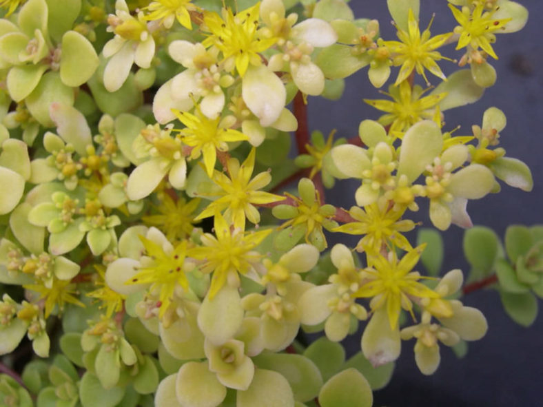 Sedum makinoi 'Ogon' (Golden Japanese Stonecrop)