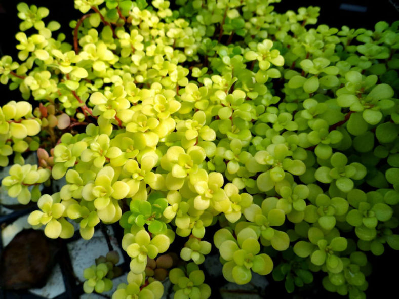 Sedum makinoi 'Ogon' (Golden Japanese Stonecrop)