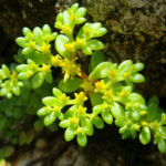 Sedum makinoi