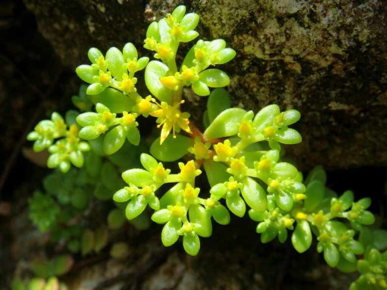 Sedum makinoi