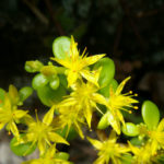 Sedum makinoi