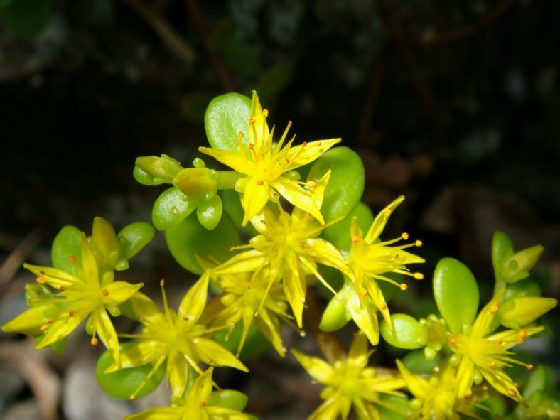 Sedum makinoi