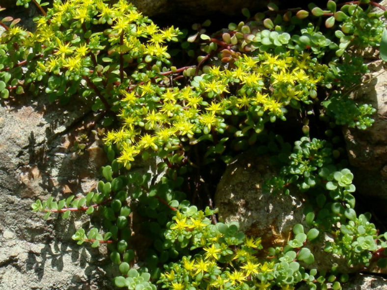 Sedum makinoi