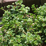 Sedum makinoi