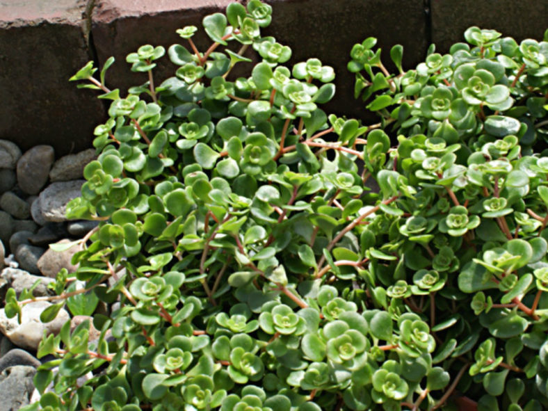 Sedum makinoi