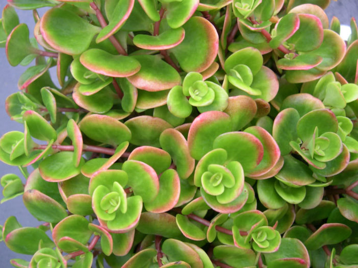 Sedum tetractinum (Chinese Sedum)