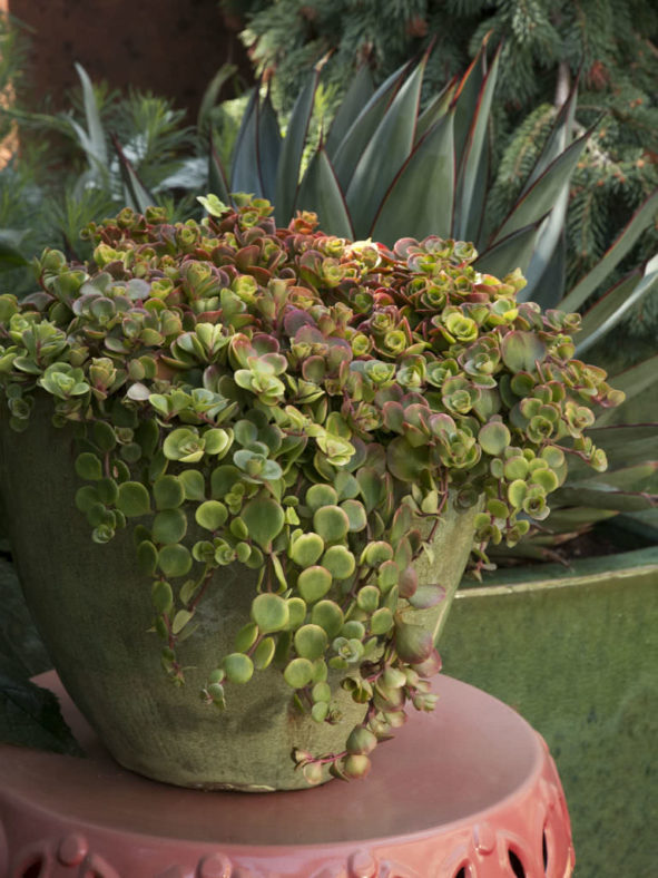 Sedum tetractinum (Chinese Sedum)