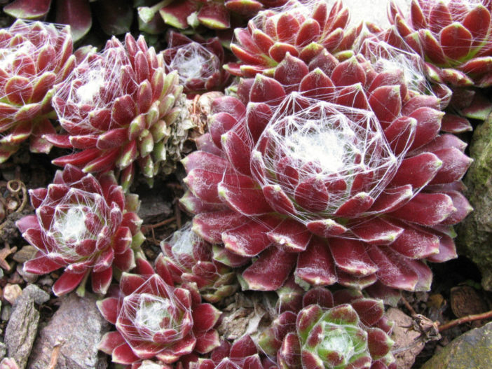 Water Succulents in Winter