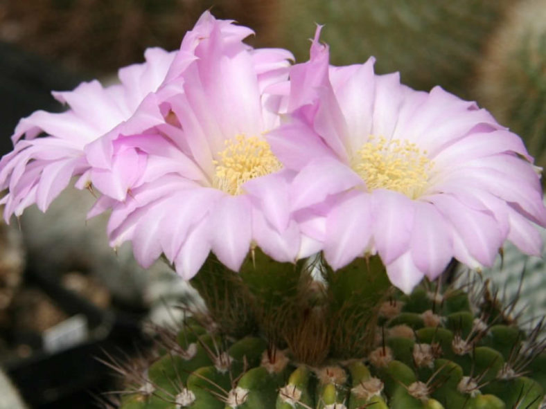 Acanthocalycium spiniflorum