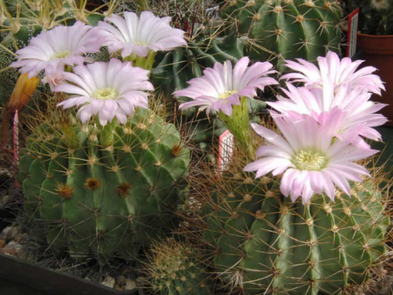 Acanthocalycium spiniflorum - World of Succulents