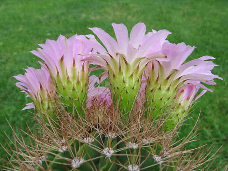 Acanthocalycium spiniflorum