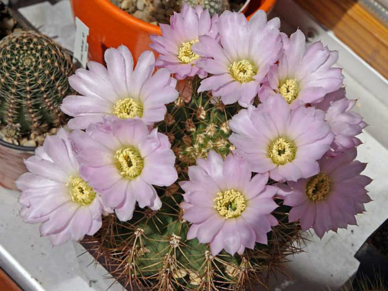 Acanthocalycium spiniflorum