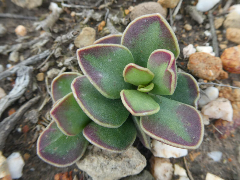 Adromischus caryophyllaceus