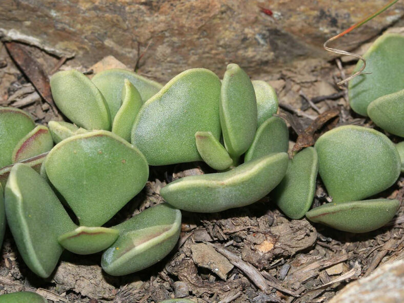 Adromischus caryophyllaceus