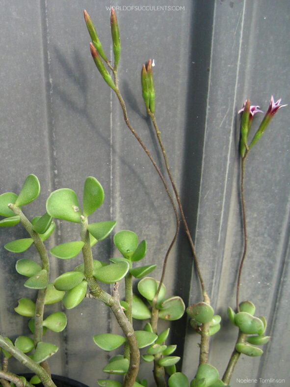 Adromischus caryophyllaceus