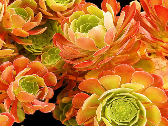 Aeonium 'Blushing Beauty' (Blushing Aeonium)