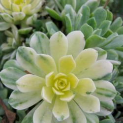 Aeonium castello-paivae 'Harry Mak' - World of Succulents