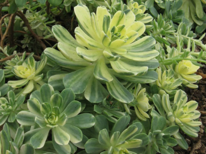 Semis de Aeonium Aeonium-castello-paivae-Variegata3-702x527