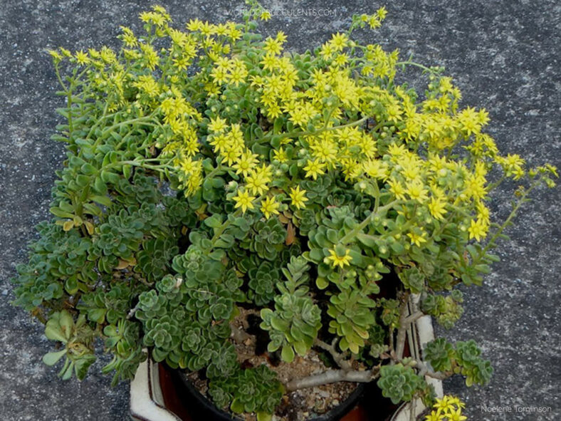 Aichryson tortuosum subsp. bethencourtianum aka Aichryson bethencourtianum