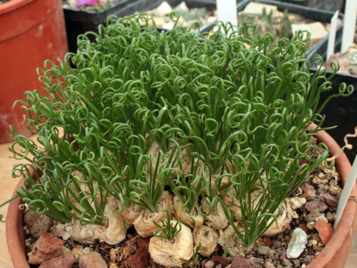 Albuca spiralis (Corkscrew Albuca)