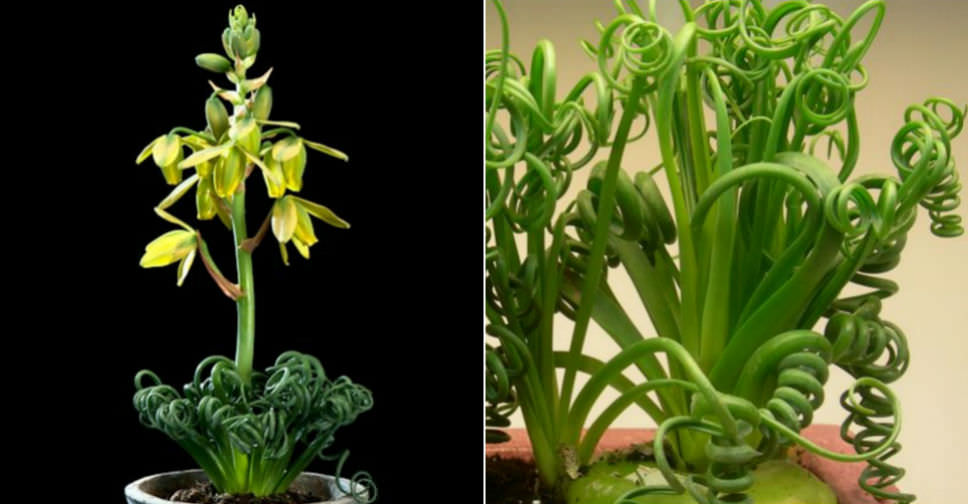 Albuca spiralis 'Frizzle Sizzle' | World of Succulents