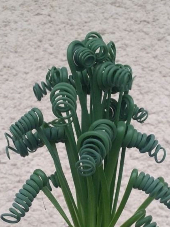 Albuca spiralis 'Frizzle Sizzle'