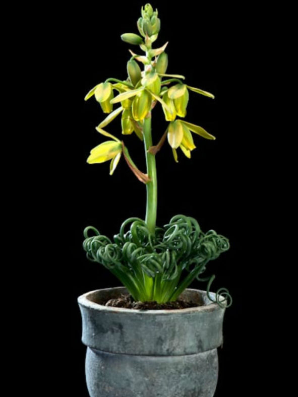 Albuca spiralis 'Frizzle Sizzle'