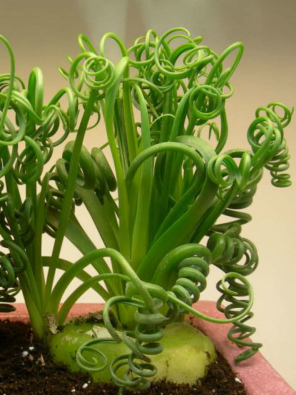 Albuca spiralis 'Frizzle Sizzle'