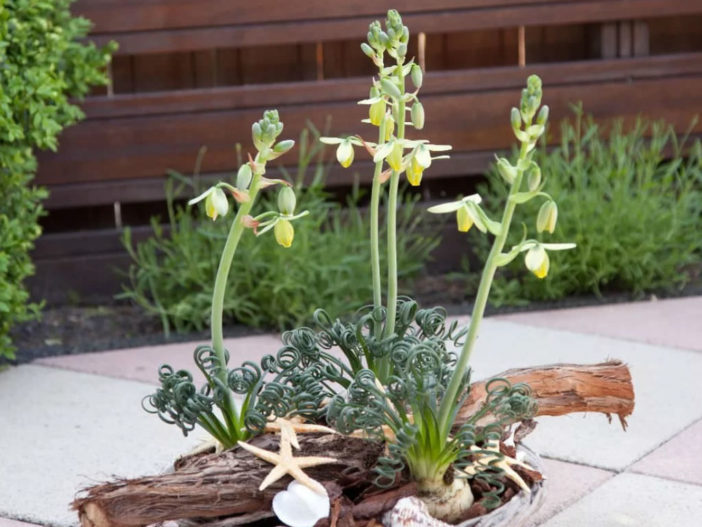 Albuca spiralis 'Frizzle Sizzle'