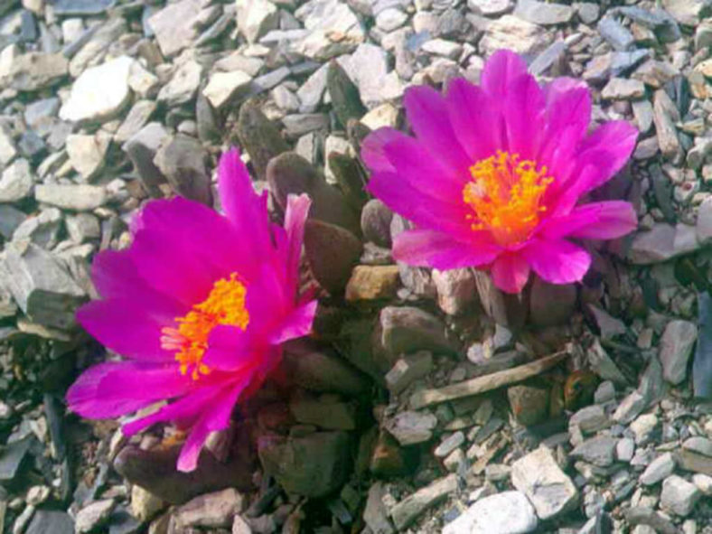 Ariocarpus scaphirostris (Living Rock Cactus)