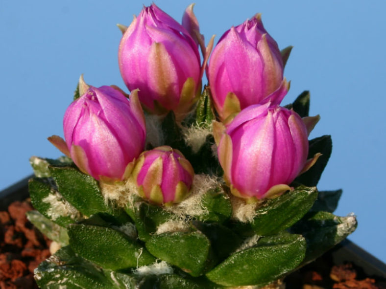 Ariocarpus scaphirostris (Living Rock Cactus)