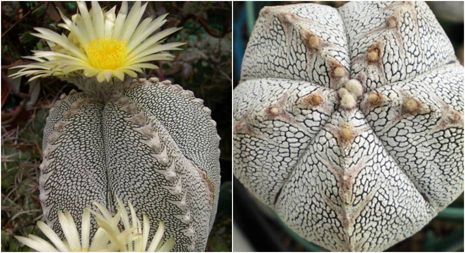 Astrophytum myriostigma 'Onzuka' | World of Succulents