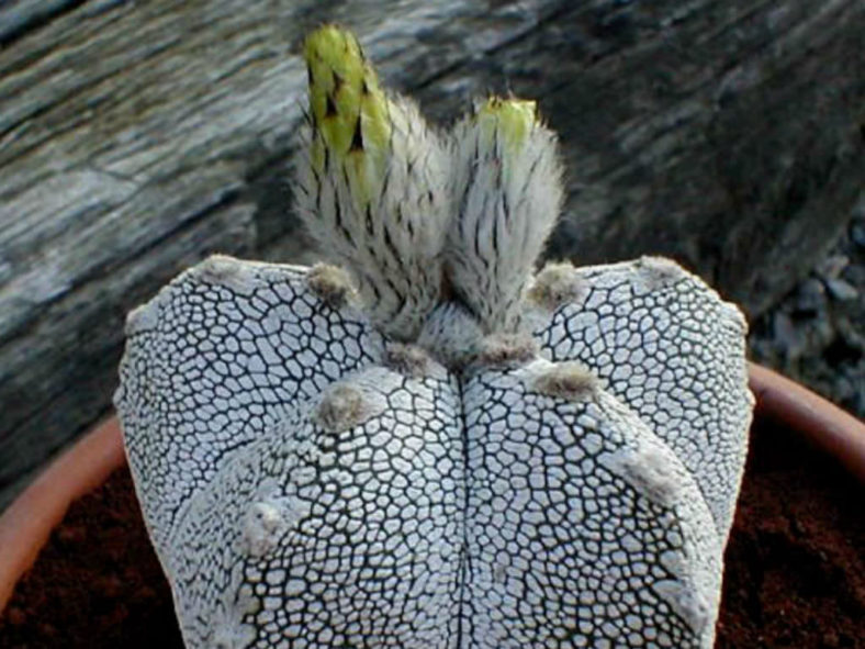 Astrophytum myriostigma 'Onzuka'
