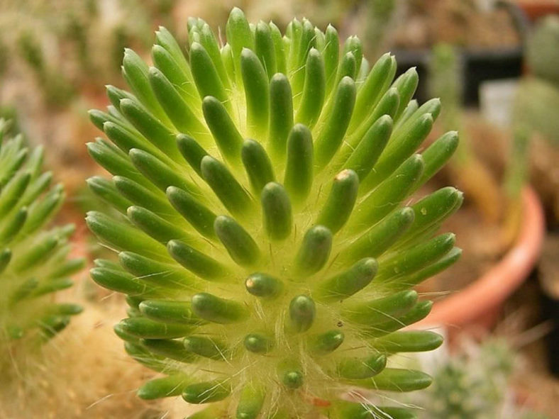 Austrocylindropuntia lagopus