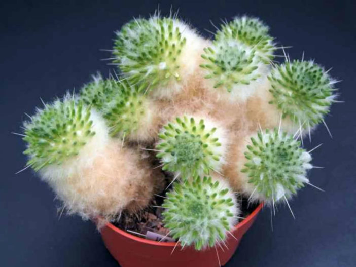 Austrocylindropuntia lagopus