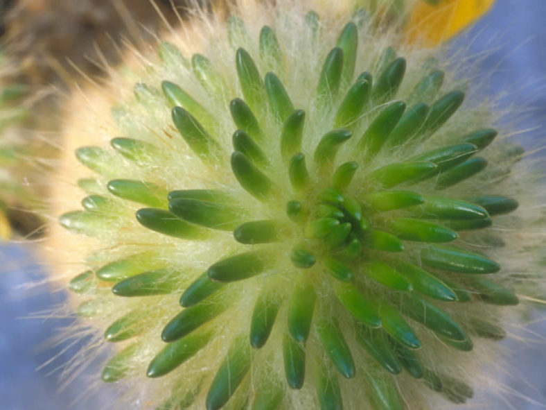 Austrocylindropuntia lagopus