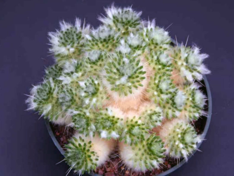 Austrocylindropuntia lagopus