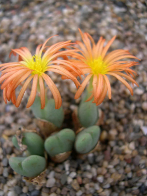 Conophytum frutescens