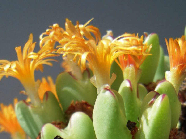 Conophytum frutescens