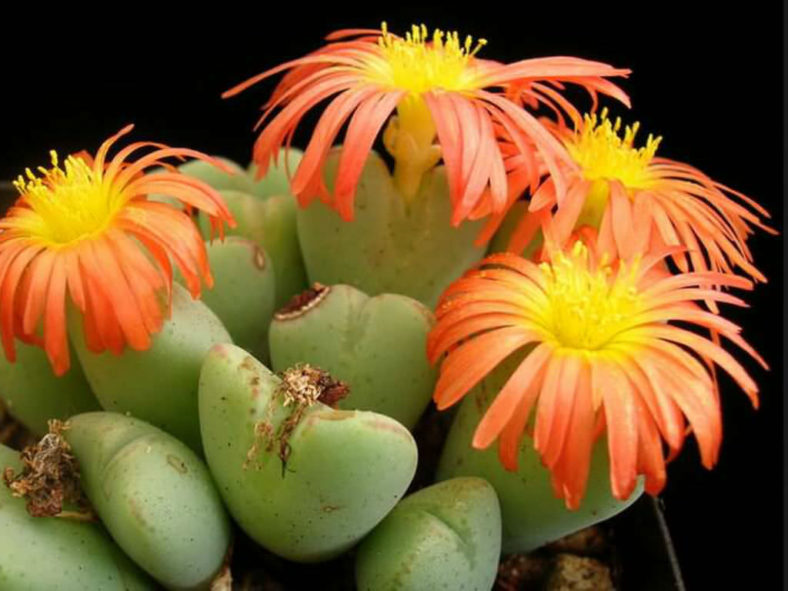 Conophytum frutescens