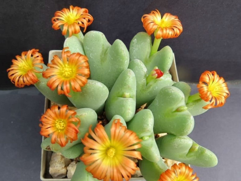 Conophytum frutescens