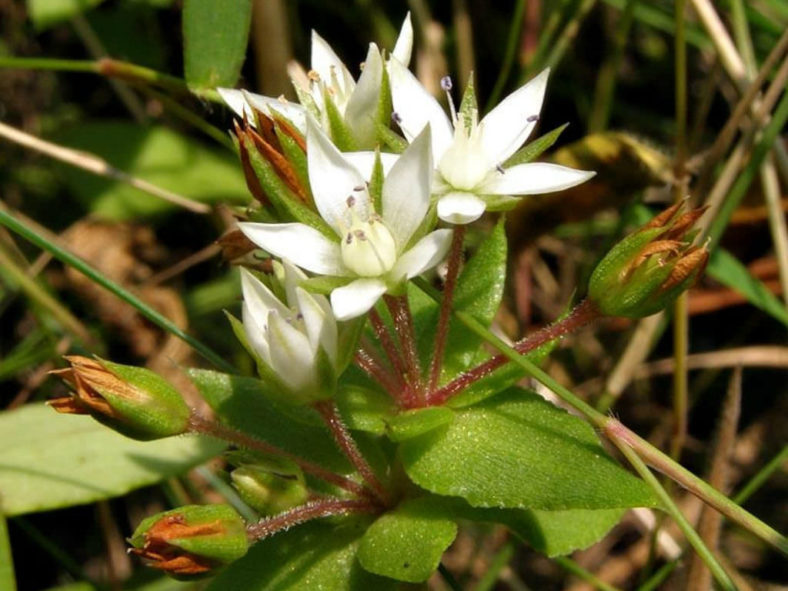 Crassula pellucida subsp. brachypetala