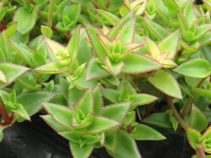 Crassula pellucida subsp. brachypetala