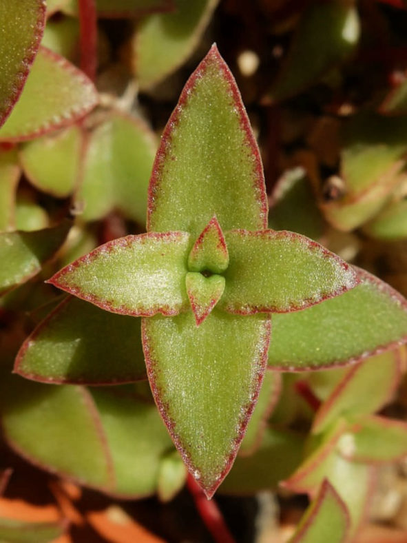 Crassula pellucida subsp. brachypetala