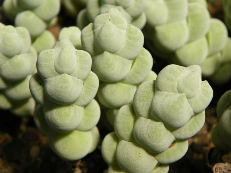 Crassula plegmatoides