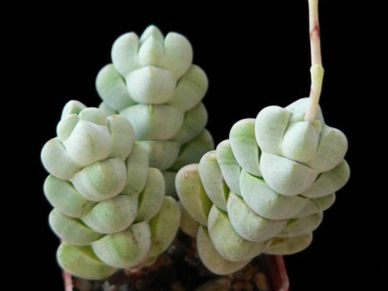 Crassula plegmatoides