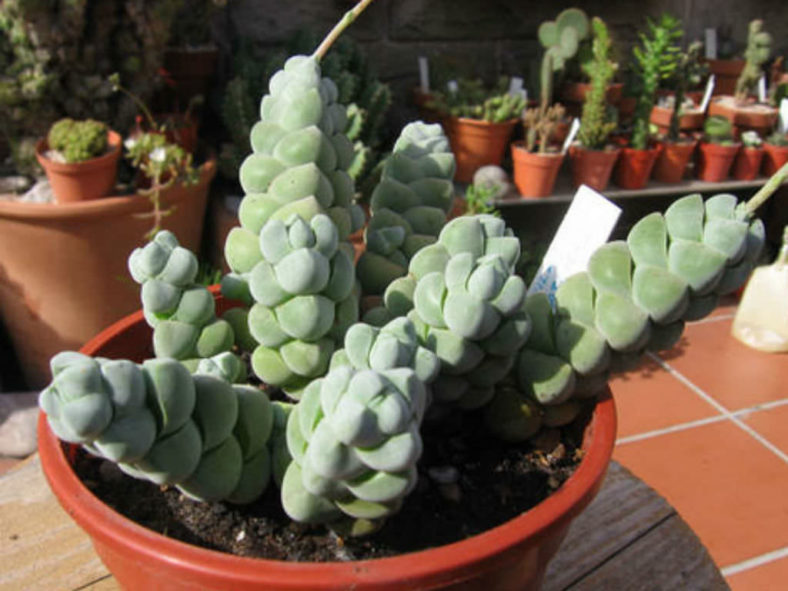 Crassula plegmatoides