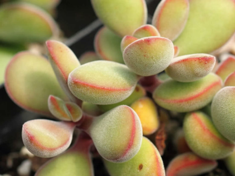 Crassula rogersii