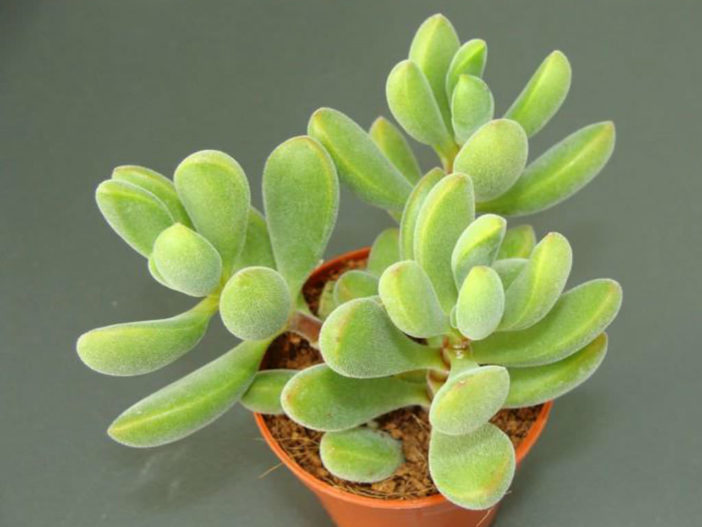 Crassula rogersii